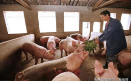 养猪信息,科技赋能，绿色养殖引领未来