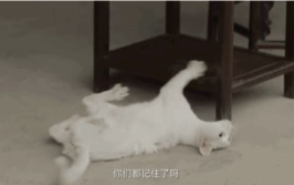娱乐吃瓜酱虐猫博主