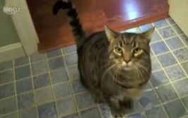 娱乐吃瓜君七七猫咪,娱乐吃瓜君的萌宠日常