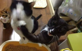 娱乐吃瓜喵a,揭秘娱乐圈那些不为人知的幕后故事