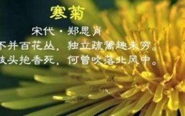 关于花的诗句,古典诗词中的花意诠释