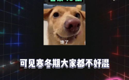 吃瓜娱乐八卦号是什么,吃瓜娱乐八卦号背后的秘密与魅力