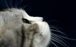 娱乐吃瓜猫捉鸟是真的吗,娱乐吃瓜猫捉鸟事件，真相究竟如何？
