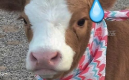 娱乐吃瓜酱驴叫